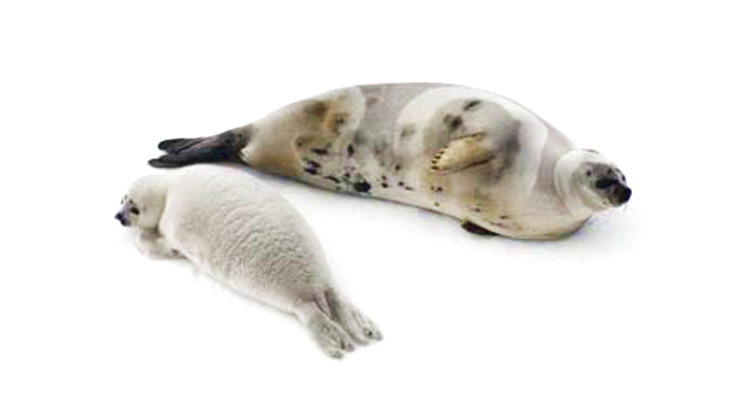 海豹