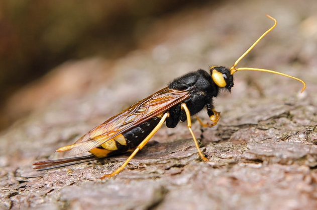  p>泰加大树蜂, i>urocerus gigas taiganus /i> beson,树蜂科大树蜂