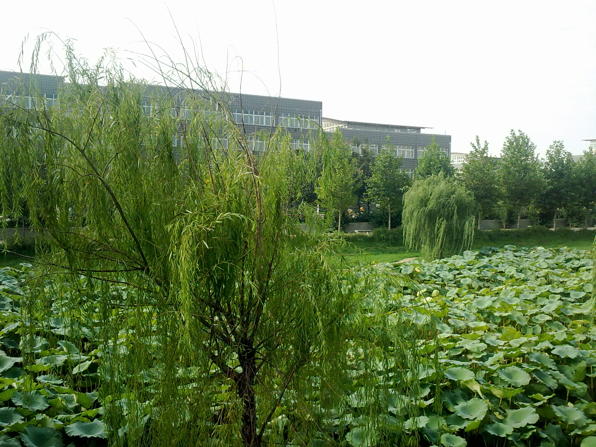  p>邯郸学院(handan university)位于河北省 a target="_blank" href=