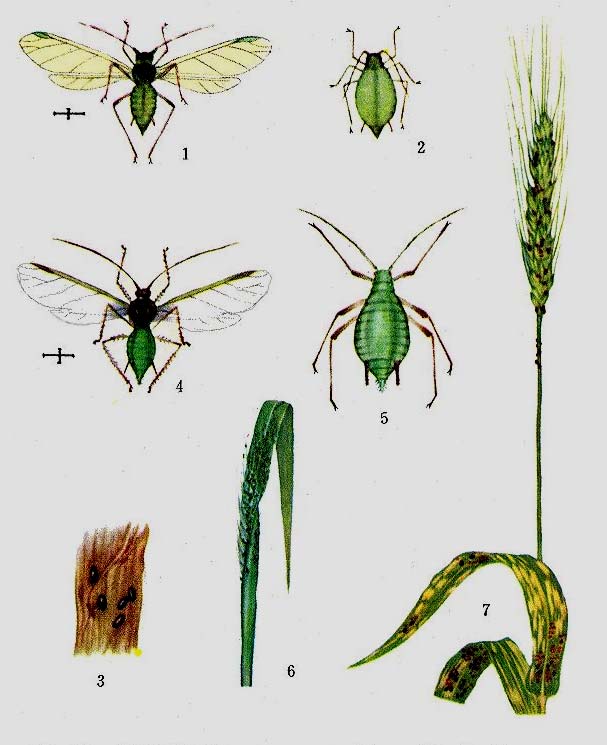  p>禾谷缢管蚜, i>rhopalosiphum padi /i>,为半翅目蚜科缢管蚜属的一