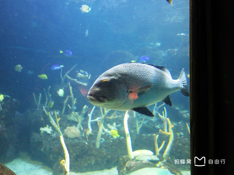 西雅图水族馆