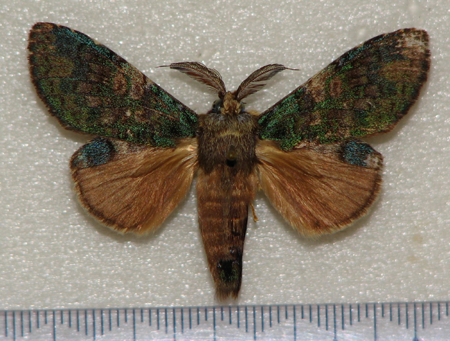  p>主胯舟蛾, i>syntypistis jupiter  /i>(schintlmeister, 1997)