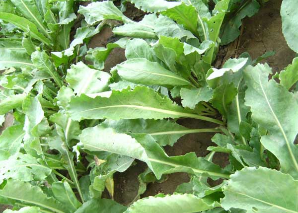 data-lemmaid="2198859">二年生 /a>的草本植物,用根入药称之为板蓝根