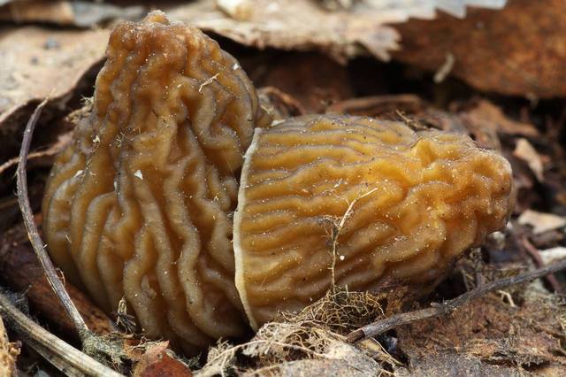  p>皱盖钟菌是 a href="#" data-lemmaid="1024975">羊肚菌科 /a>的一