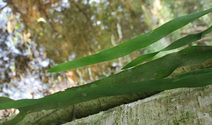 data-lemmaid="9883511">附生植物 /a>,营养叶长,呈带状,向下垂,顶部