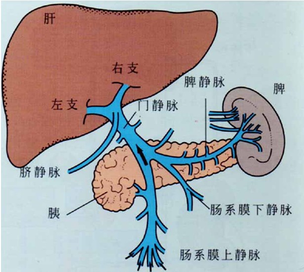 谷酰转氨酶