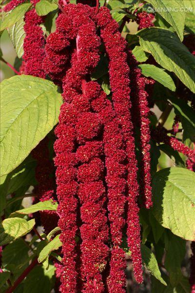  p>尾穗苋(学名: i>amaranthus caudatus /i> l.