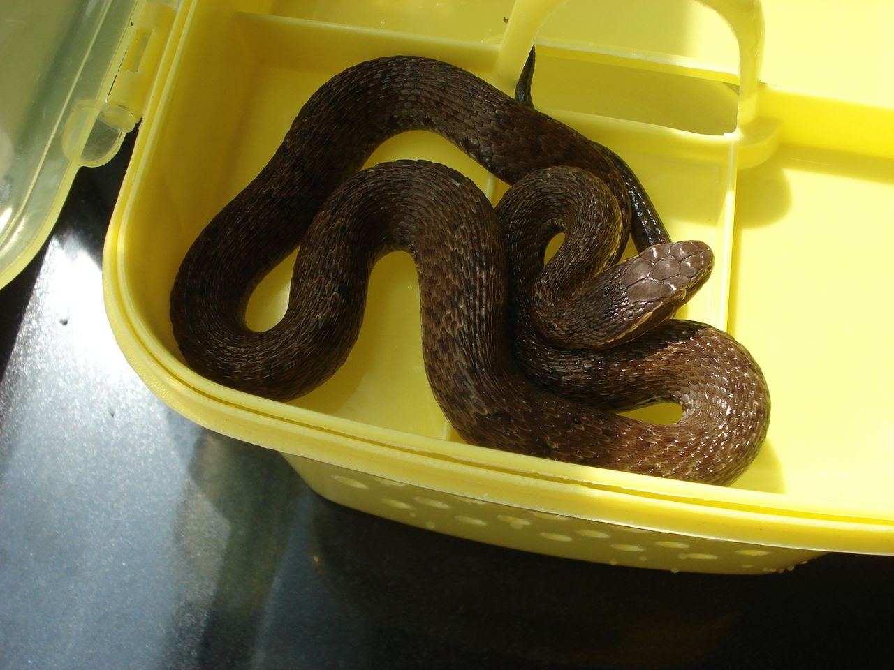 agkistrodon  ussuriensis