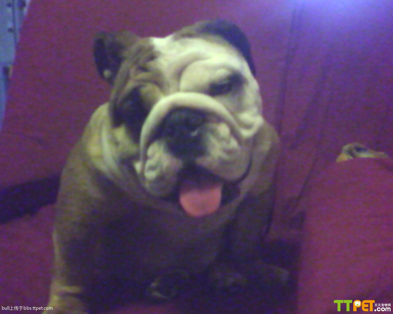 英国斗牛犬bulldog