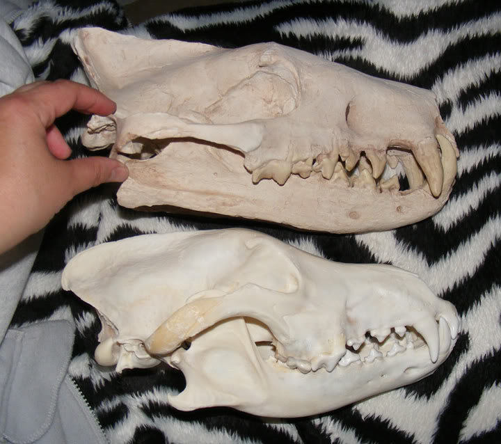  p>鬣齿兽(hyaenodon)是1853年由著名古生物学家 a>约瑟夫·雷迪 /a>