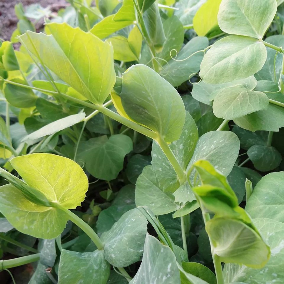  p>豌豆(学名: i>pisum sativum /i> l.)豆科一年生攀援草本,高0.