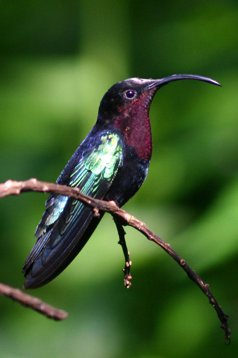  p>紫喉歌雀,学名euphonia chlorotica. /p>