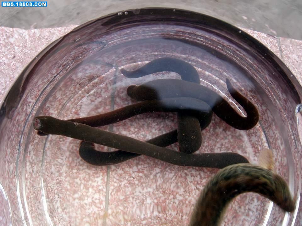 如蜗蝗,水蛭等. /p>