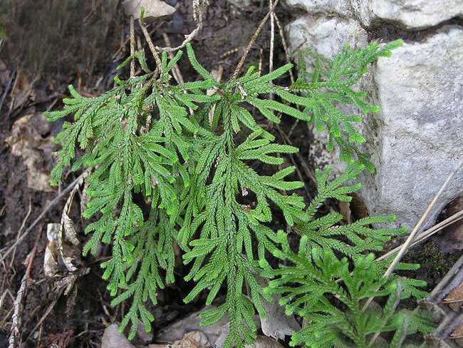  p>旱生卷柏(学名:selaginella stauntoniana spring)是卷柏科卷柏属 
