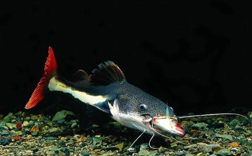 红尾鲶