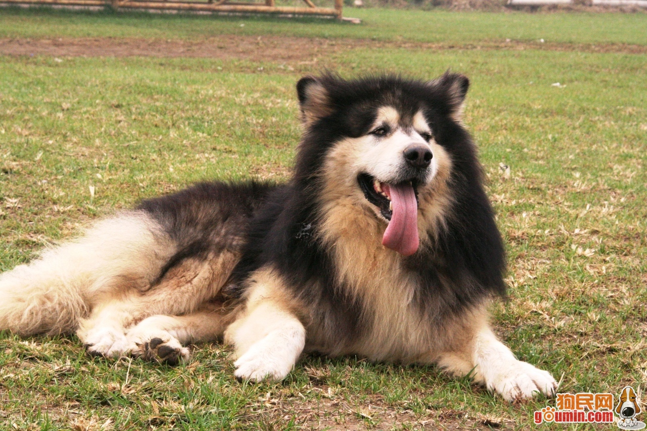 爱斯基摩犬