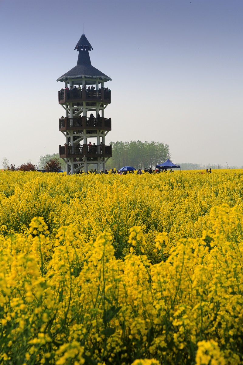  p data-id="gnx2p2p3u3">千垛景区 又称:千岛菜花景区.