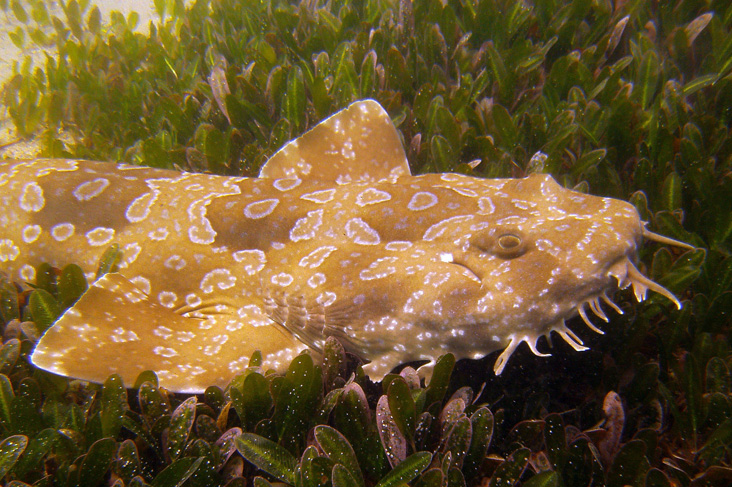  p>斑纹须鲨(学名: i>orectolobus maculatus /i>)是须鲨科,须鲨属