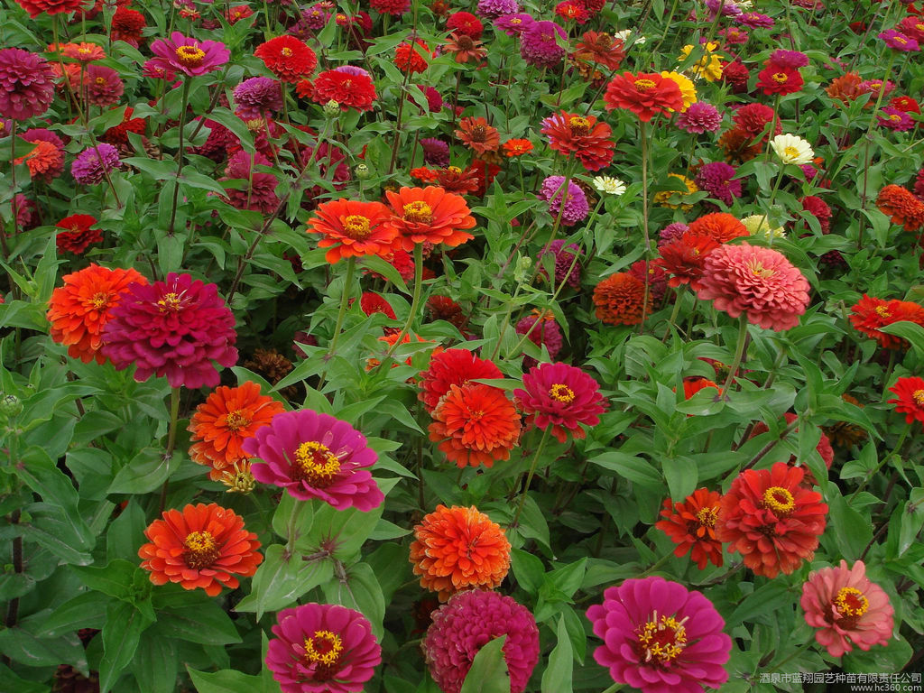 一年生花卉