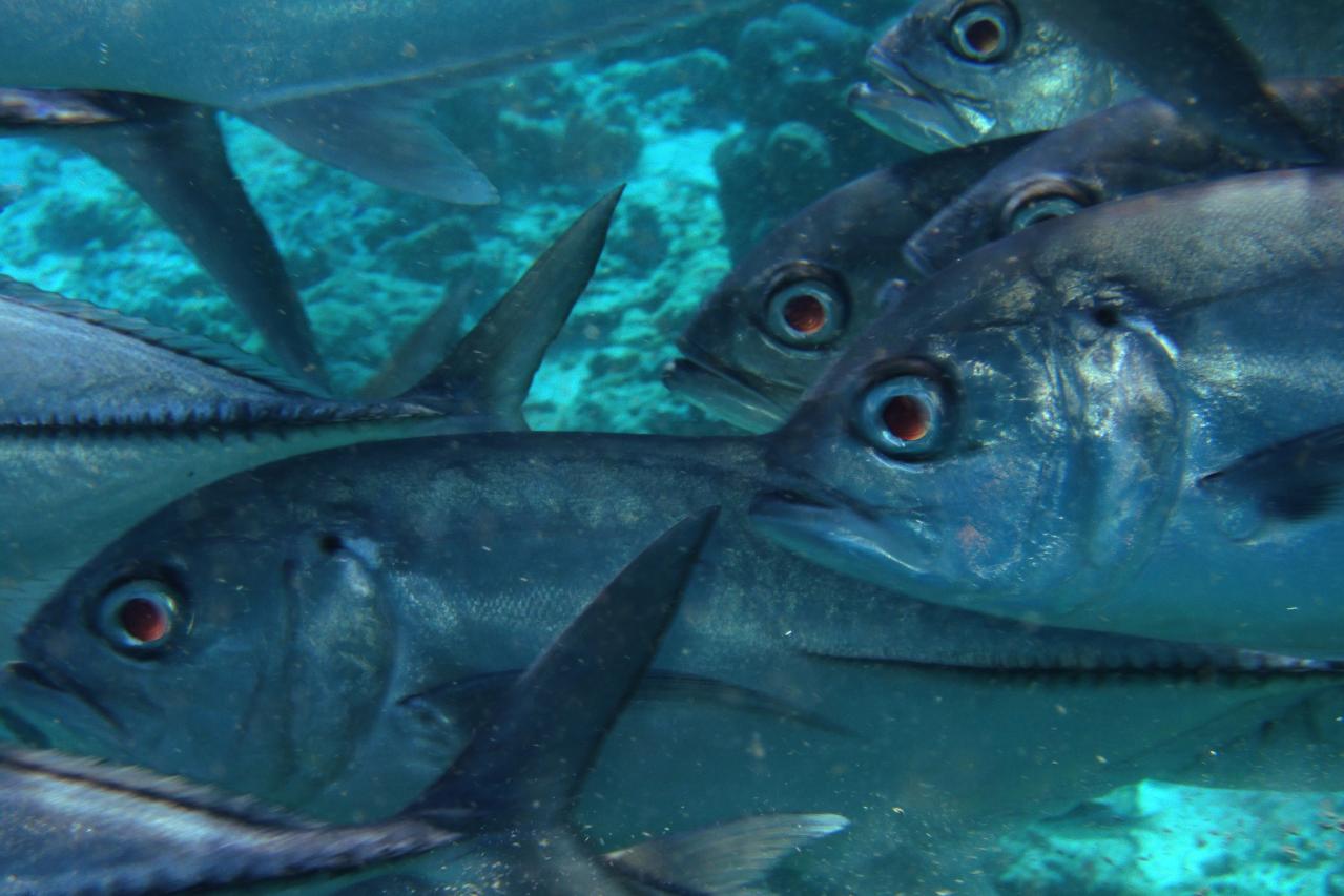  p>六带鲹,学名: i>caranx sexfasciatus /i> (quoy et gaimard, 1825