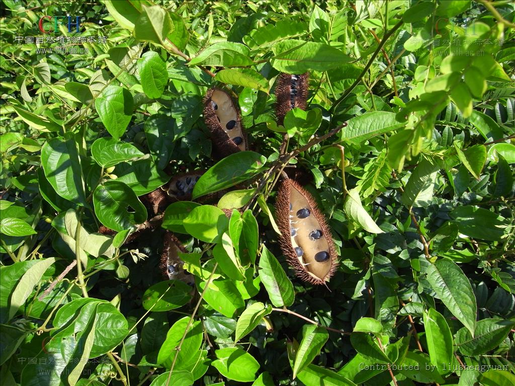  p>石莲子,中药名.