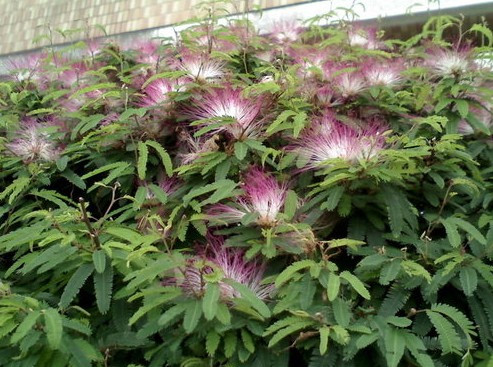 细叶合欢 百度百科