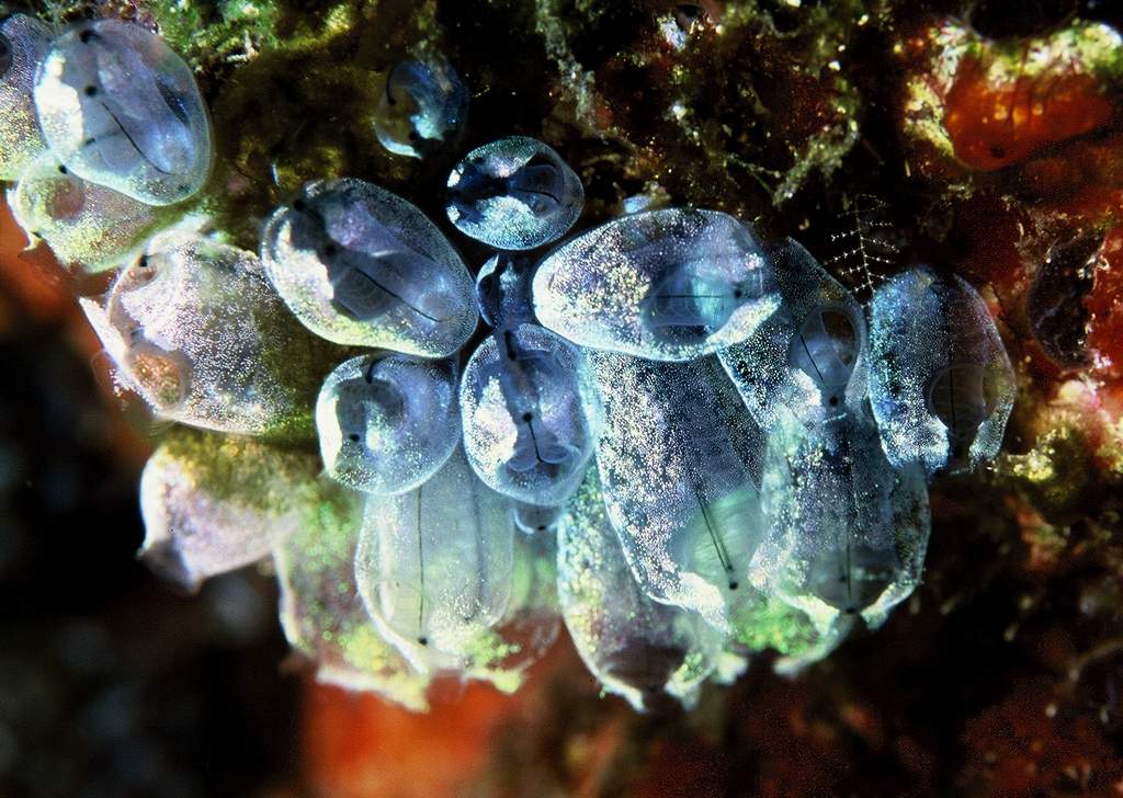  p>尾索动物亚门是 a href="#" data-lemmaid="3516708">脊索动物门 