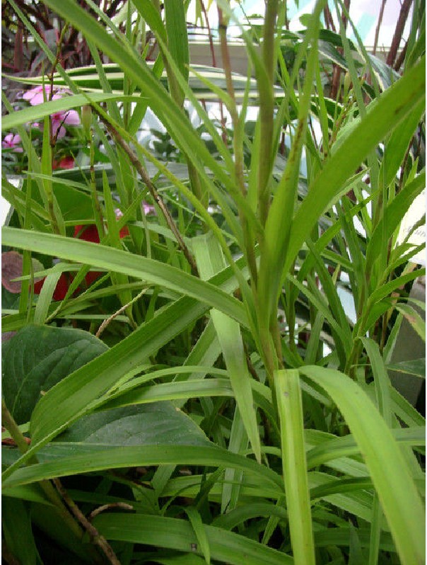  p>竹叶兰(学名: i>arundina graminifolia /i>  (d. don) hochr.
