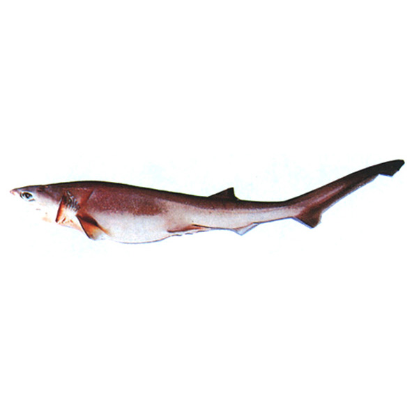  p>尖吻七鳃鲨(学名: i>heptranchias perlo /i>)是六鳃鲨科,七鳃鲨属