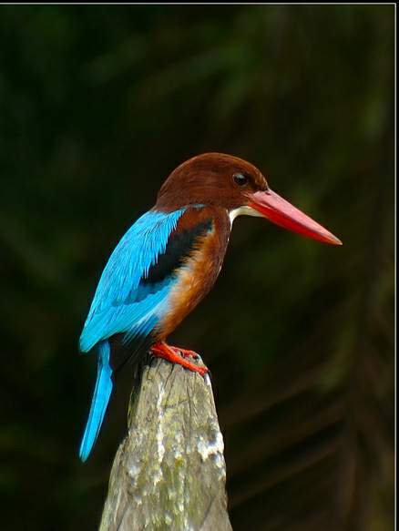 smyrnensis /i>),是 a href="#" data-lemmaid="2501706">翠鸟科 /a>