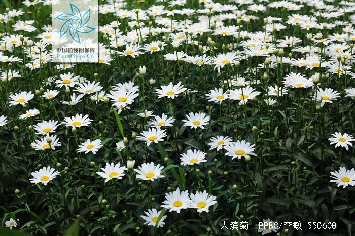  p>大滨菊( i>leucanthemum maximum  /i>(ramood) dc.