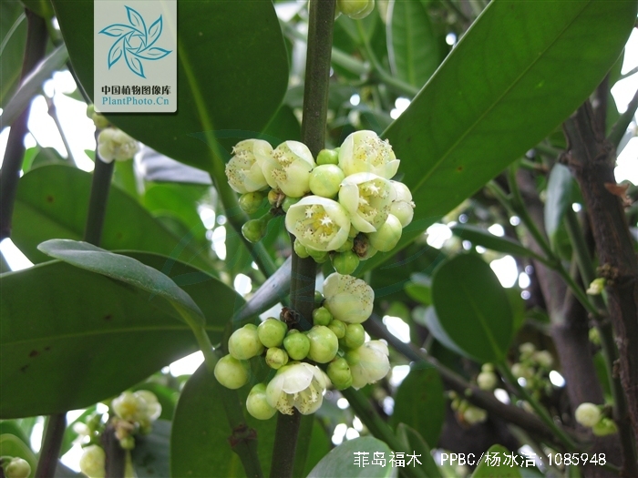  p> a href="#">菲岛福木 /a>,别名:福木,福树,拉丁文名:garcinia sub