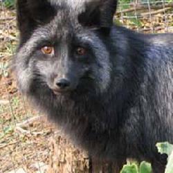 >犬科 /a>,狐属类生物,银黑狐体型与赤狐基本相同,全身被毛基本为黑色