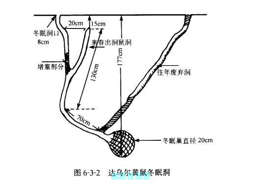 spermophilus dauricus