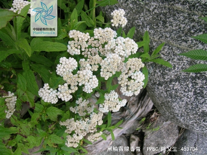  p>这个种与香青很近似,主要以茎较草质,叶常集生于茎下部而上部节间