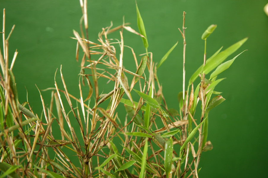  p> a href="#" data-lemmaid="2621507">神农箭竹 /a>(f.