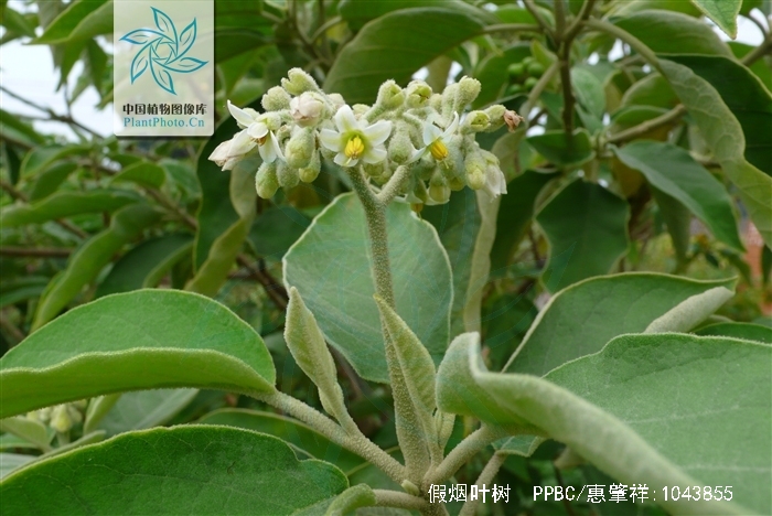  p>假烟叶树,又称野烟叶,茄树,土烟叶,有毒,可以用来做药,假烟叶树无