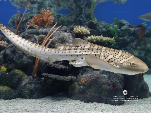 stegostoma fasciatum