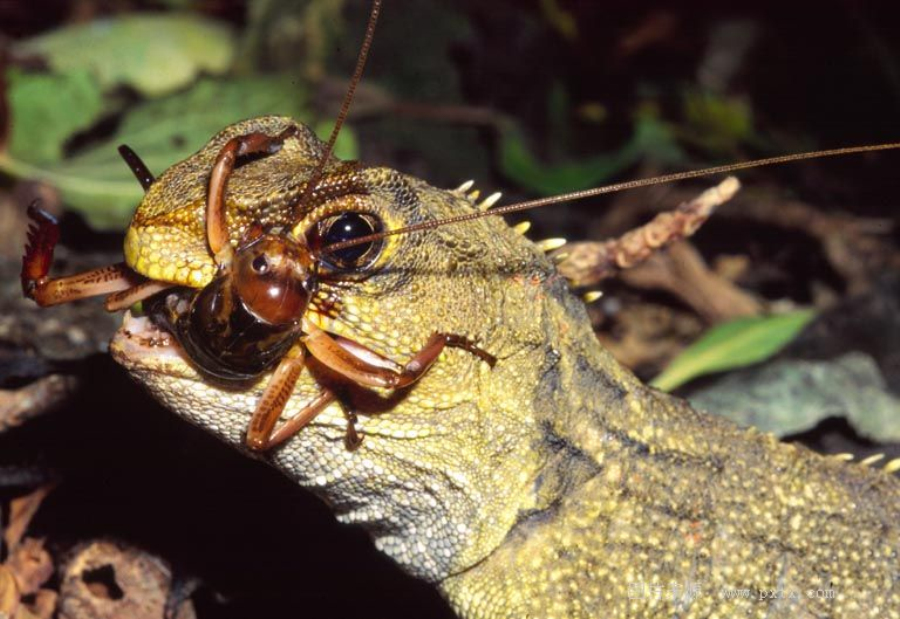 href="/item/脊椎动物亚门">脊椎动物亚门 /a>,爬行纲鳞龙次亚纲的一