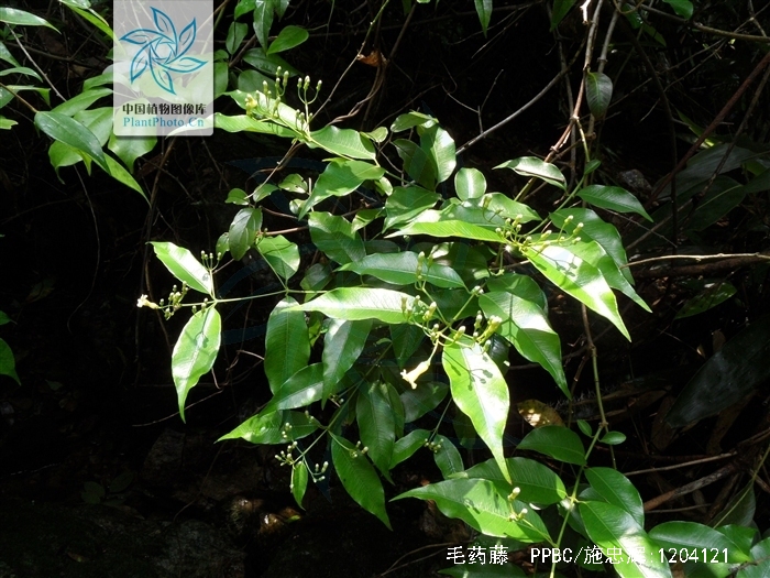  p> a target="_blank" href="/item/毛药藤">毛药藤 /a>;拉丁文名