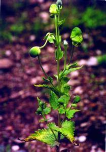 加查乌头_百度百科