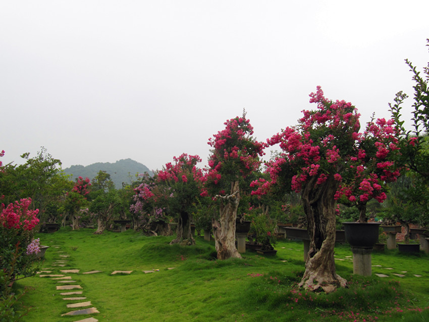  p>阳光盆景园,建园于一九九五年五月,占地五十余亩,总投资近亿元,由