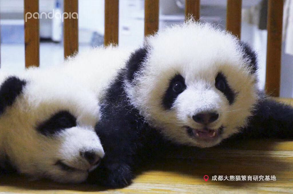  p>大熊猫"奇一",出生于2016年7月1日,母亲奇缘,雌性,谱系号:1008