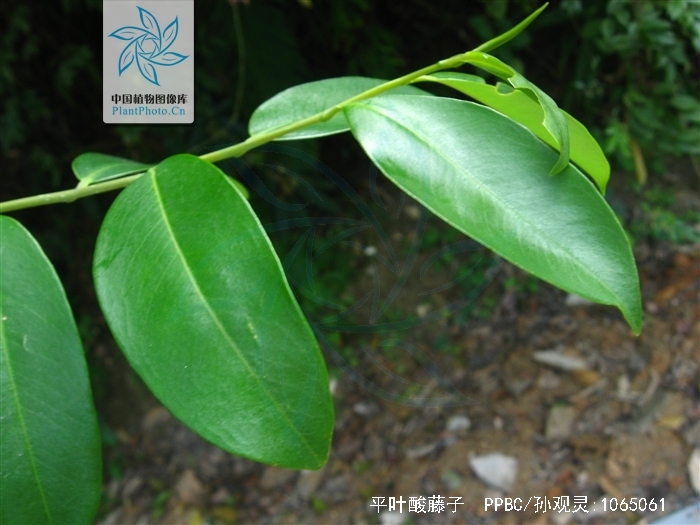  p>平叶酸藤子( i>embelia undulata  /i>(wall.