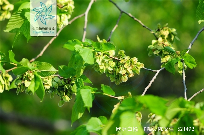 欧洲白榆