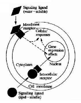  p>内分泌信号(endocrine signaling).