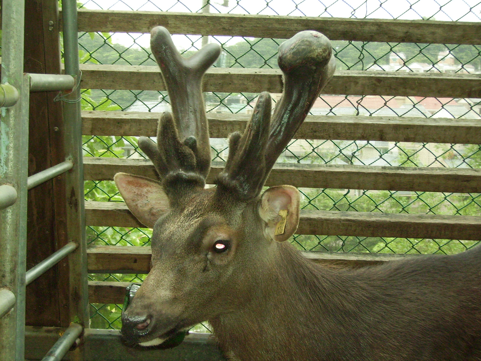  p>水鹿(学名: i>rusa unicolor /i>)体型粗壮接近 a target="_blank"