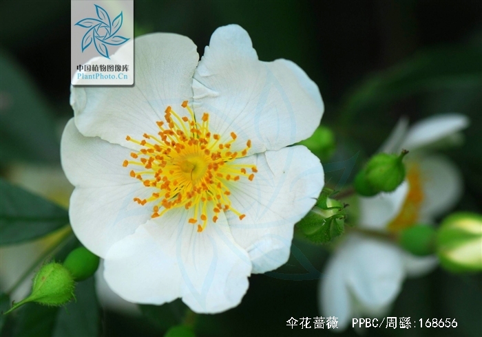 伞花蔷薇