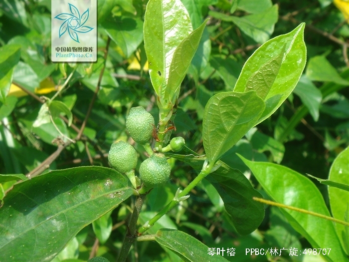  p data-id="txtlffkmleos">琴叶榕( i>ficus pandurata /i> hance)是