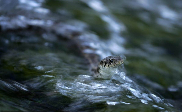  p>蛇(学名:serpentiformes)是脊索动物门,爬行纲下的一类动物.